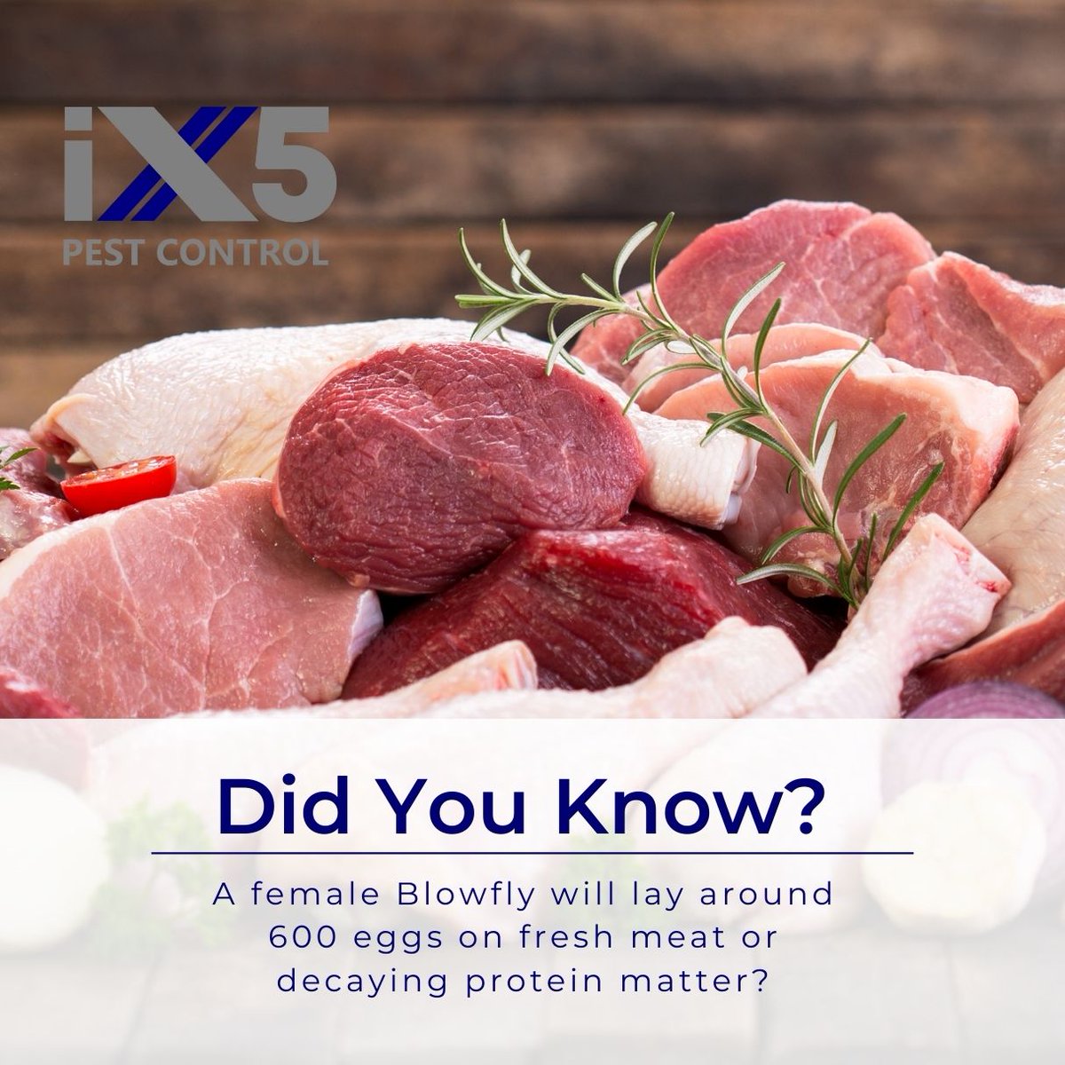 iX5uk's tweet photo. Did you know a female Blowfly will lay around 600 eggs on fresh meat or decaying protein matter? Just one of a large number of pest control facts shared during our bespoke Local Authority Training Course; https://t.co/oIUKZmiTTQ #FoodBusinesses #LocalAuthority #FoodOfficers https://t.co/ngWa9TlG9x