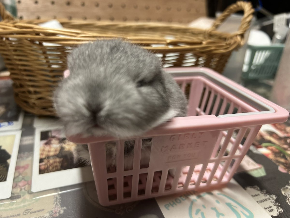 Umiimo (@Umiimo_) / Posts / X