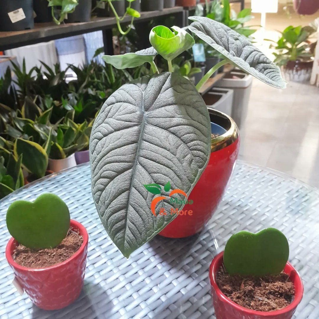 MauaAndMore's tweet photo. Love is in the air (and on the leaves)!
Forget the ordinary this Valentine's Day, and let the language of plants express your love! ✨
#MauaAndMore #ValentinesGift #PlantLove #HeartShapedLeaves #UniqueGifts #ExpressYourLove #HappyValentinesDay https://t.co/LIReTbUp6X