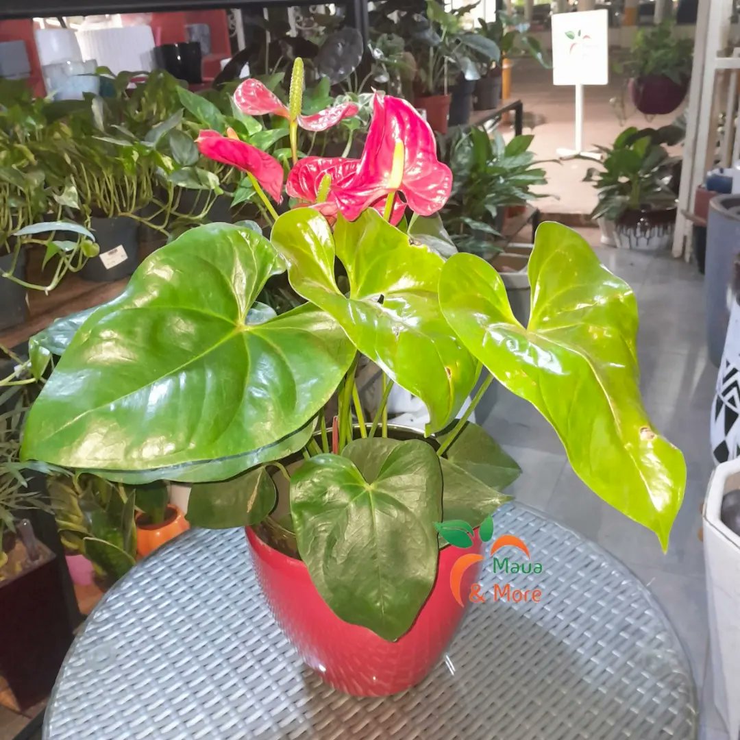 MauaAndMore's tweet photo. Love is in the air (and on the leaves)!
Forget the ordinary this Valentine's Day, and let the language of plants express your love! ✨
#MauaAndMore #ValentinesGift #PlantLove #HeartShapedLeaves #UniqueGifts #ExpressYourLove #HappyValentinesDay https://t.co/LIReTbUp6X
