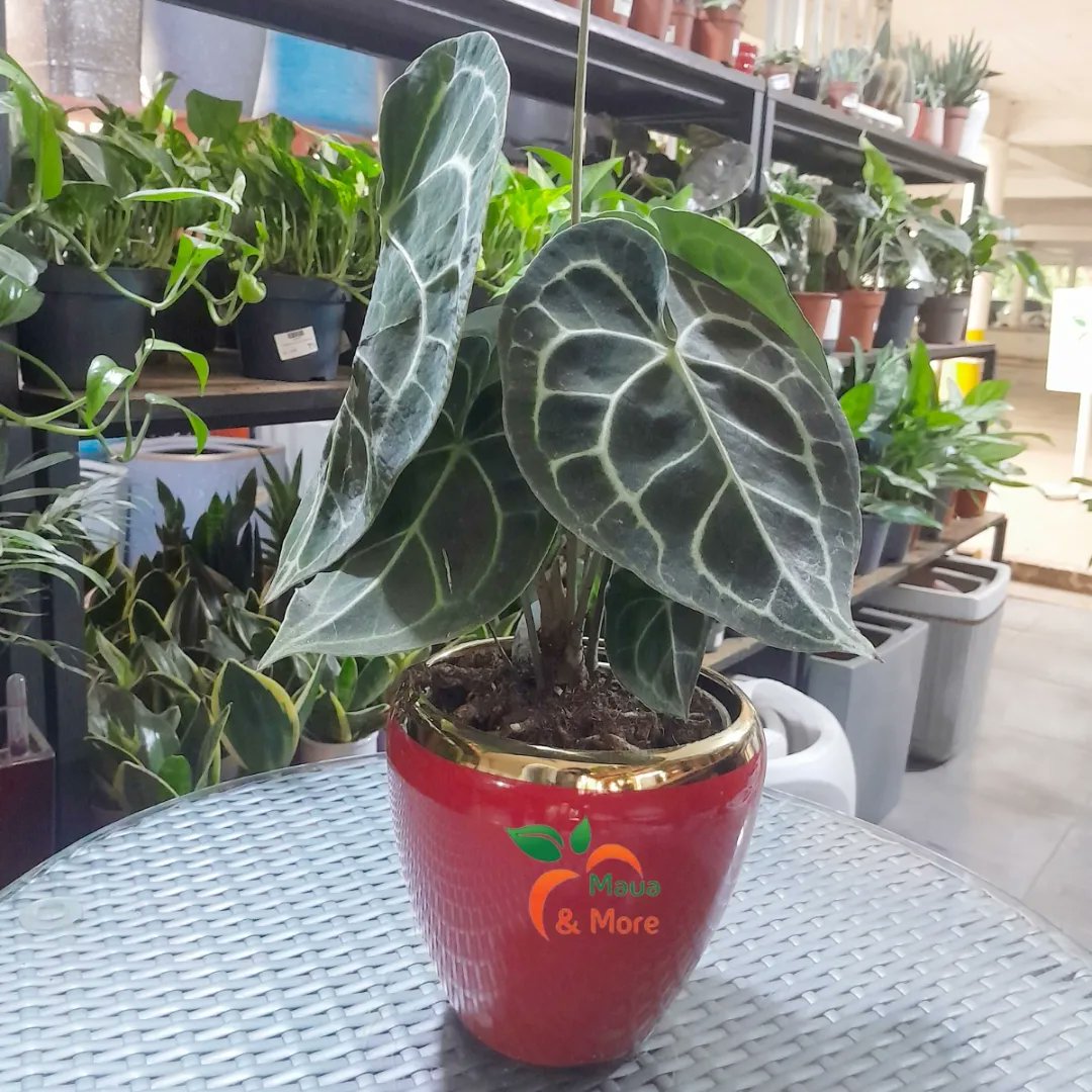 MauaAndMore's tweet photo. Love is in the air (and on the leaves)!
Forget the ordinary this Valentine's Day, and let the language of plants express your love! ✨
#MauaAndMore #ValentinesGift #PlantLove #HeartShapedLeaves #UniqueGifts #ExpressYourLove #HappyValentinesDay https://t.co/LIReTbUp6X