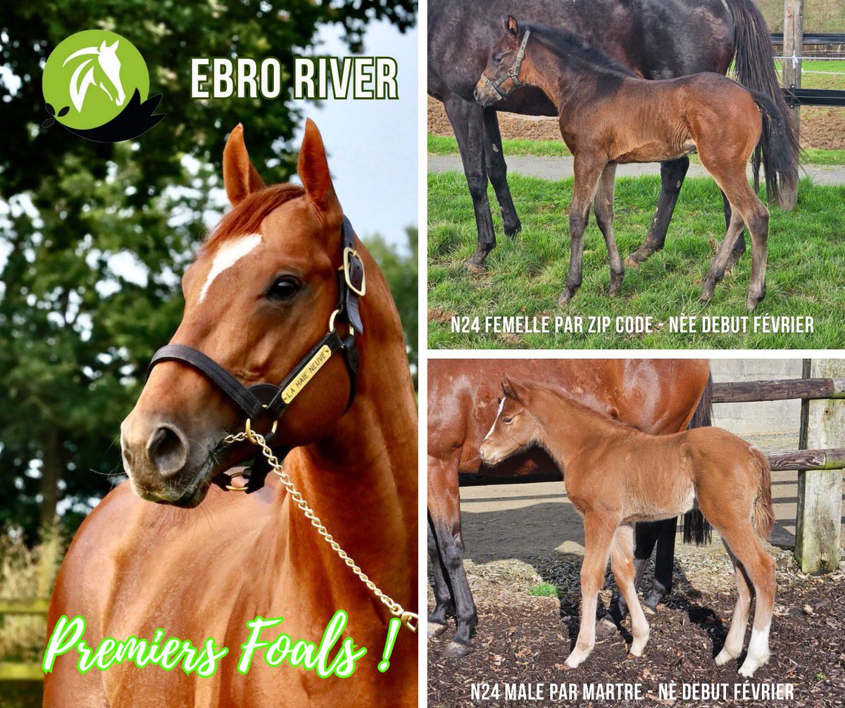 haieneuve's tweet photo. #FirstFoals #EbroRiver
@haieneuve
Come to see #EbroRiver & #RubisVendome on Wednesday 14th at @hippoclairefont #Clairefontaine @InfoArqana https://t.co/w9hXavRgDg