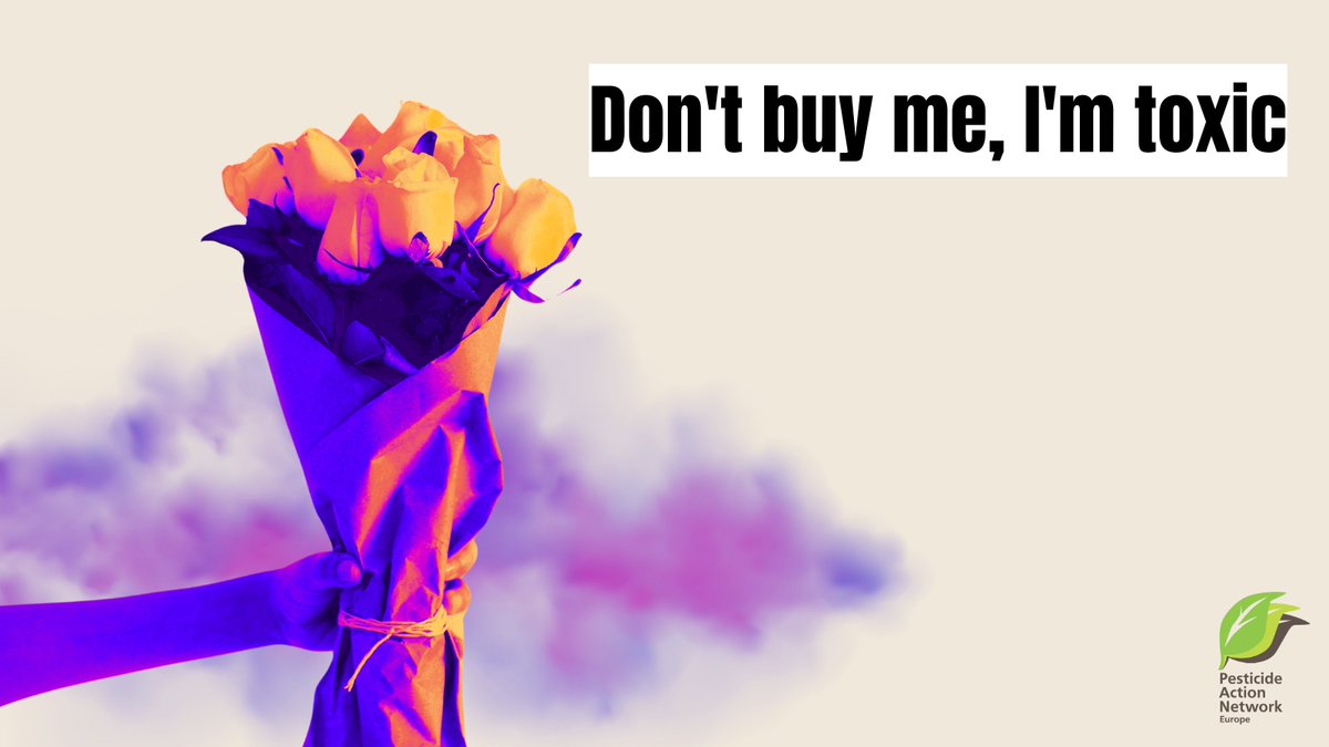 Tomorrow is #ValentinesDay!
Surprise your loved ones, but avoid toxic flowers 💐
Our member <a href="/PanNederland/">PAN-NL</a>  tested roses🌹 two years ago, with alarming results. An average of 17 #pesticides residues in roses, of which 1/3 are banned in the EU.