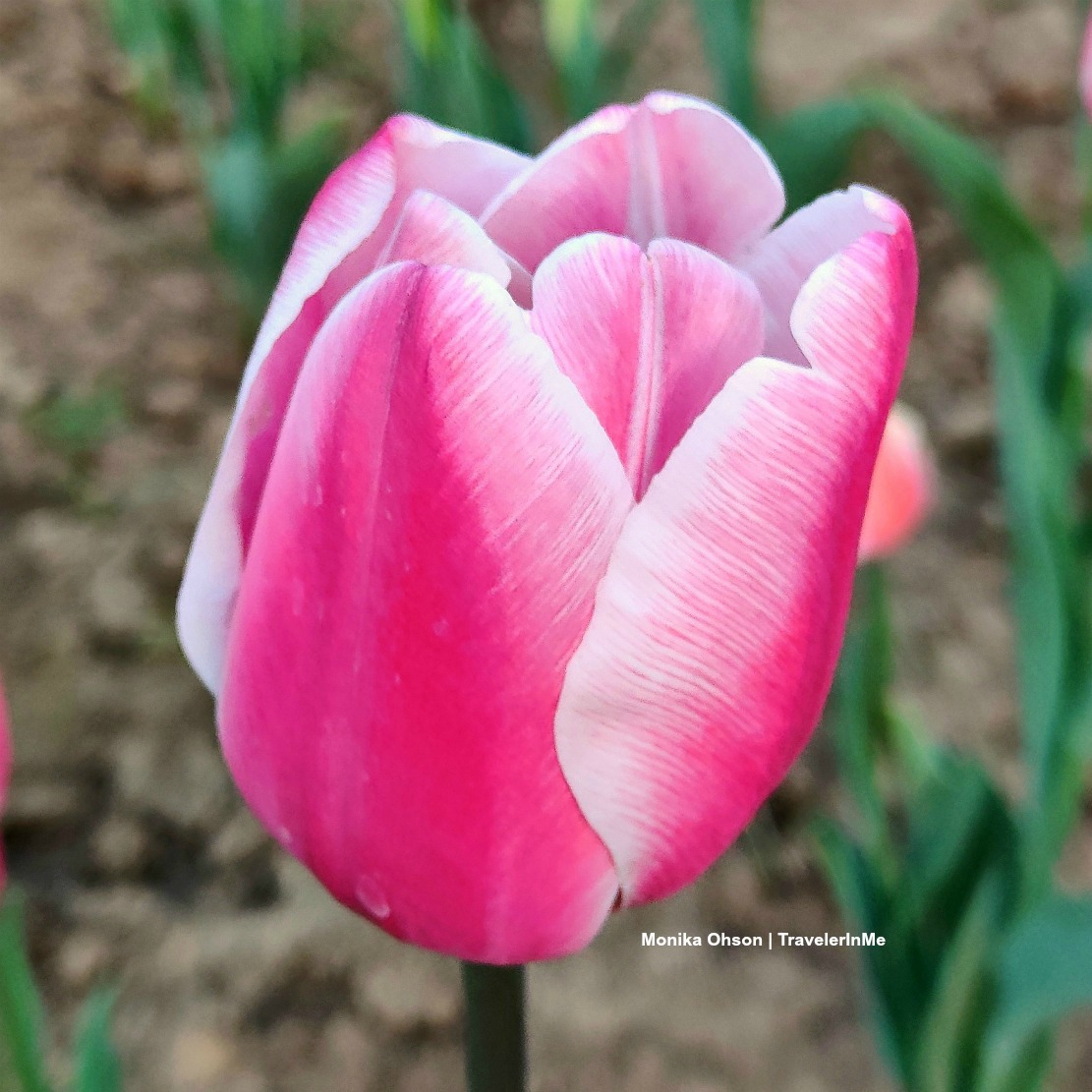 TravelerInMe's tweet image. Tiptoe through the #tulips 🌷🌷🌷 with me.
Enjoy these photo posts on 🌷 in #delhispring
travelerinmeblog.wordpress.com/2022/02/15/del…
travelerinmeblog.wordpress.com/2020/02/17/tul…
Hope to see the '24 blooms too 
#TwitterNatureCommunity #nature #flower #tulip #spring #NatureBeauty #mobilephotography #blog #Flora