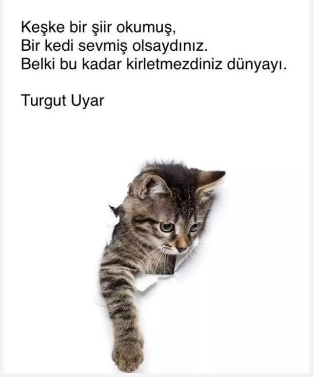 Gününüz güzel geçsin ...
Bir şiir okuyun, bir kedinin başını okşayın... Ruhumuza iyi gelecektir.Çok eminim.
Sevgiler beni sevenlere...☕
