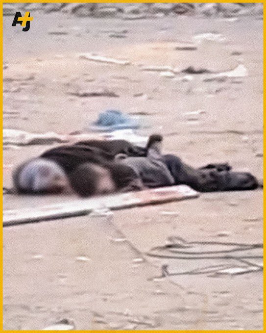 ymselbak's tweet image. « #Hadeel et son petit cousin #Imad ont été victimes des tirs d'un sniper israélien en pleine rue dans le quartier de Sheikh Radwan, à Gaza City, le 31 décembre dernier. Plusieurs personnes ont été témoins de la scène et sont parvenues à extraire le petit garçon à l'aide d'une