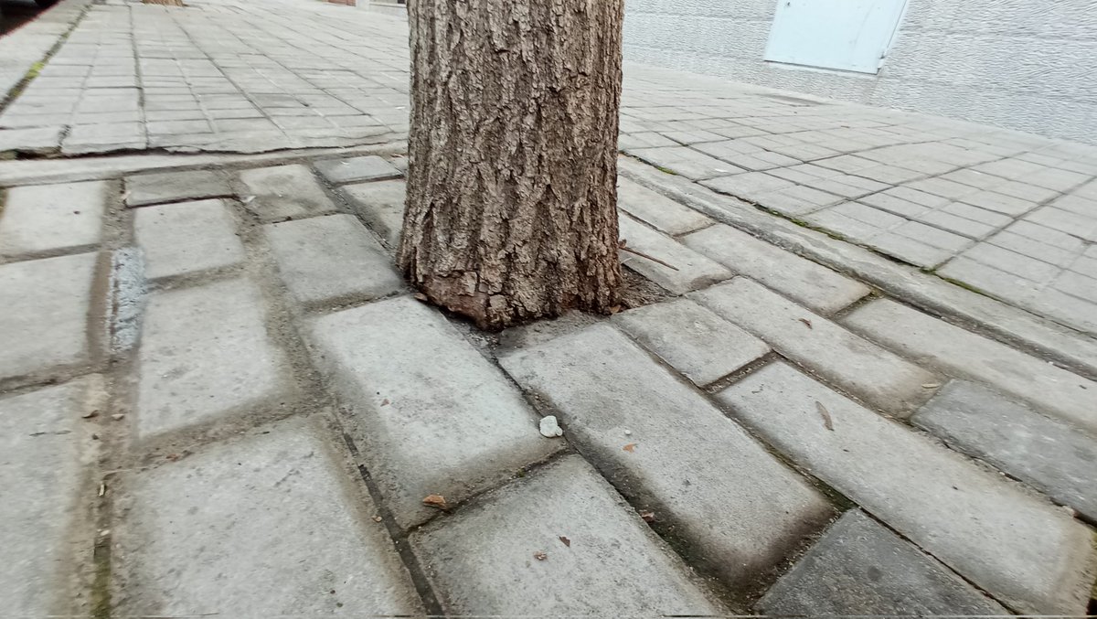 Lo de adoquinar alcorques vacíos me parece horroroso, pero lo de adoquinar alcorques con árboles es una salvajada. En #Aranjuez. ¿Qué multa tendría que pagar si me pongo con un pico a reventar adoquines?