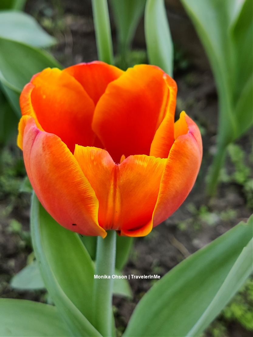 TravelerInMe's tweet image. Tiptoe through the #tulips 🌷🌷🌷 with me.
Enjoy these photo posts on 🌷 in #delhispring
travelerinmeblog.wordpress.com/2022/02/15/del…
travelerinmeblog.wordpress.com/2020/02/17/tul…
Hope to see the '24 blooms too 
#TwitterNatureCommunity #nature #flower #tulip #spring #NatureBeauty #mobilephotography #blog #Flora