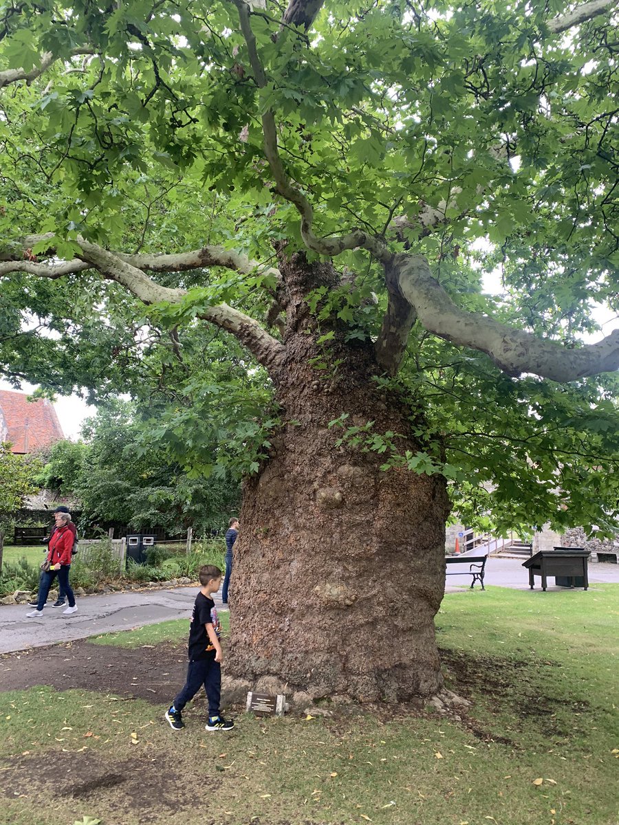 TiCLme's tweet photo. #thicktrunktuesday
#treeofficers, greenspace managers, Friends of green spaces and @Team4Nature …
YOUR HELP NEEDED 🙏
I’m looking for more of these weird but wonderful #baobabplanes 🌳 in the UK … I’m making a map of them.
Is there one on your patch ? 🤔 https://t.co/E3IuR25BLd