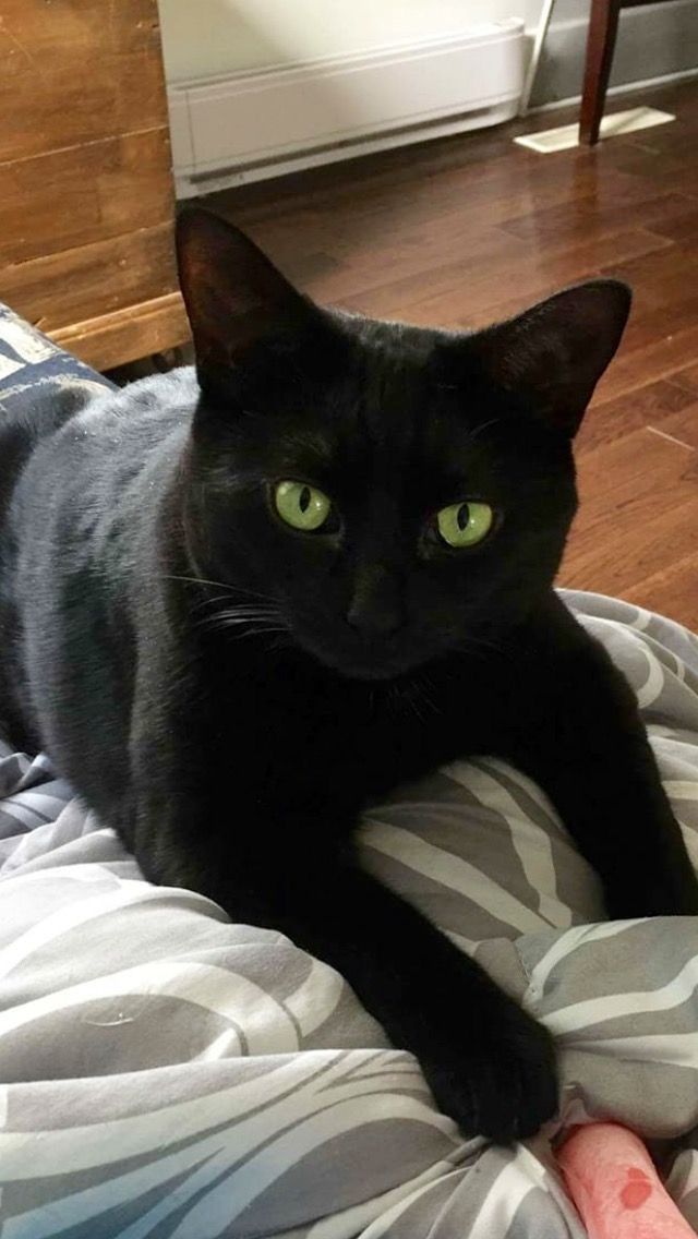 Black cats are not bad luck (@visualscat) on Twitter photo 