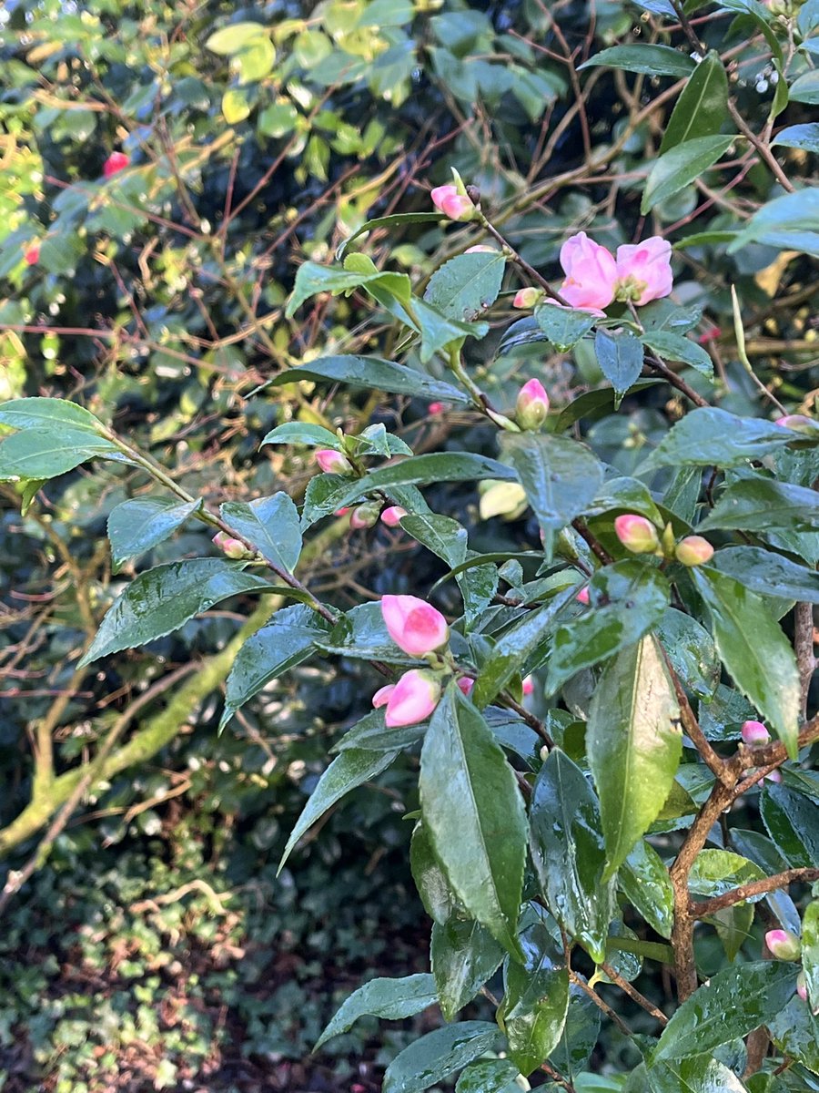 Morning, with me on #mycommute is the sweetly honey-scented small salmon rose pink flowers of Camellia ‘Duftglockchen’ (easy for you to say!) Easily one of my #favourite small pink honey scented Camellia… @RCM_Group @CwllGardenSoc #camellia #pink #honey #scent #spring #flowers