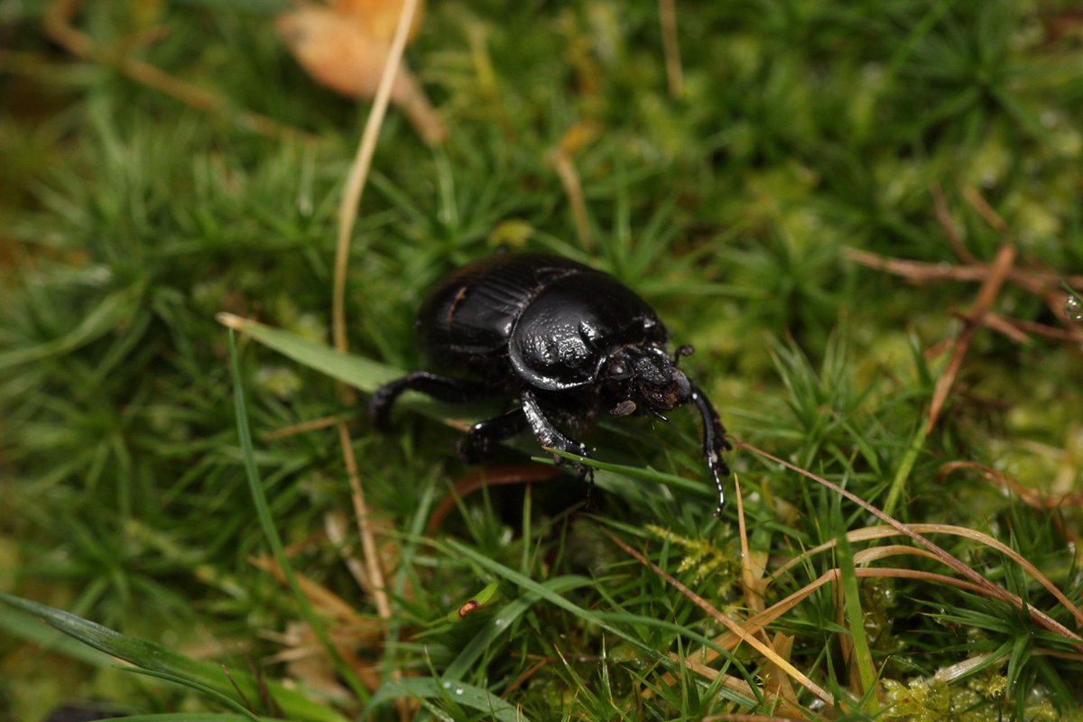 Always happy to see a Minotaur beetle (Typhaeus typhoeus) #nature #Suffolk