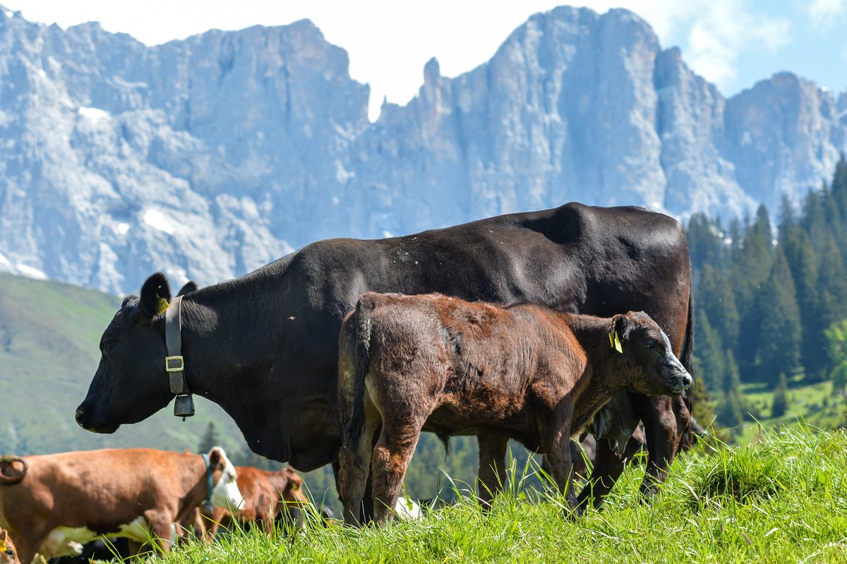 agroscope's tweet image. La production de #ViandeBovine à base d&apos;herbe est moins productive que celle en système de détention à l’étable. Agroscope a étudié comment les #exploitations herbagères pouvaient produire de manière à la fois économique et écologique.
➡️ agrarforschungschweiz.ch/fr/2024/02/pro…