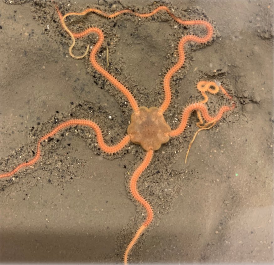 sanders_trystan's tweet image. 🚨 NEW PAPER! 🚨

Future climate conditions and increased individual densities suppress per capita contributions to seafloor ecosystem functioning.

@CommsEarth #benthicecology #functionaltraits #ecosystemfunctioning 

link.springer.com/10.1038/s43247…