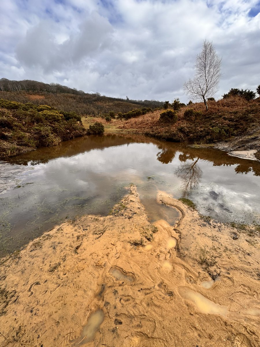 douchynick's tweet photo. Get your wellies on! #newforest https://t.co/s1ntlFuSJf
