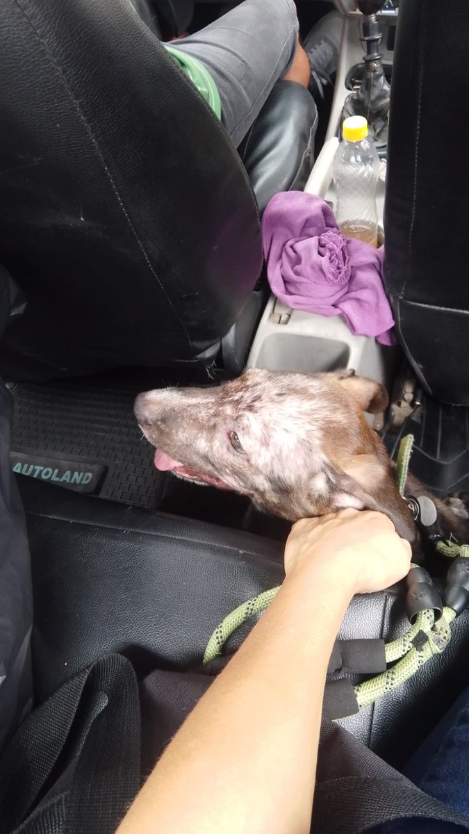 incondic_peru's tweet photo. #BROWNIE 😞
Fuimos por ella y la trasladamos a la veterinaria, esto fue posible gracias a @paolits_c y @JaimeLertora.

#Rescatados 
#ApadrinarSalvaVidas https://t.co/JNqh0WjPYx
