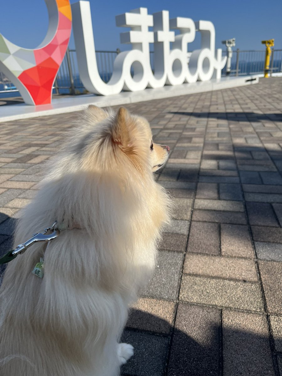 hanamico8735's tweet photo. ぷち旅行🚗
ほくととお出かけめちゃくちゃ楽しい😊
１枚目、真顔のほくと（笑）
#ポメラニアン
#犬 https://t.co/BnNAGwiZjm