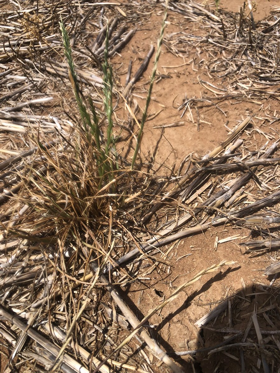 Once an autumn knockdown issue and fallows in winter - rye grass has also become a summer weed problem as its dormancy changes over time. Here surviving high rates of glyphosate in summer applications. These areas will be cultivated to control the spread. <a href="/agrobaz/">Barry Haskins</a> <a href="/CropDoctor54/">Chris Davey</a>