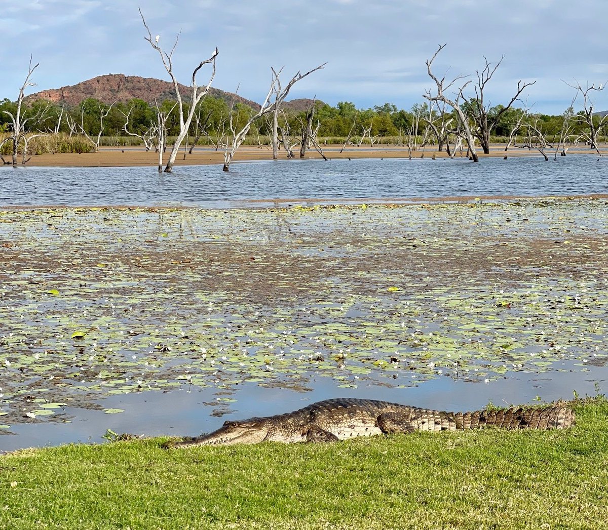 Crocodile with your Caravan Park? We’ve got just the thing! Don’t worry, our resident crocs are just freshies! #kununurra #thekimberley #eastkimberley #nocamels