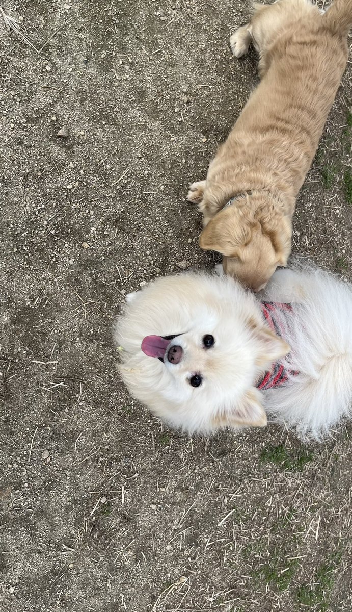 hanamico8735's tweet photo. わちゃわちゃ（笑）
#ポメラニアン
#犬
#ドッグラン https://t.co/F6e7im0Y2Q