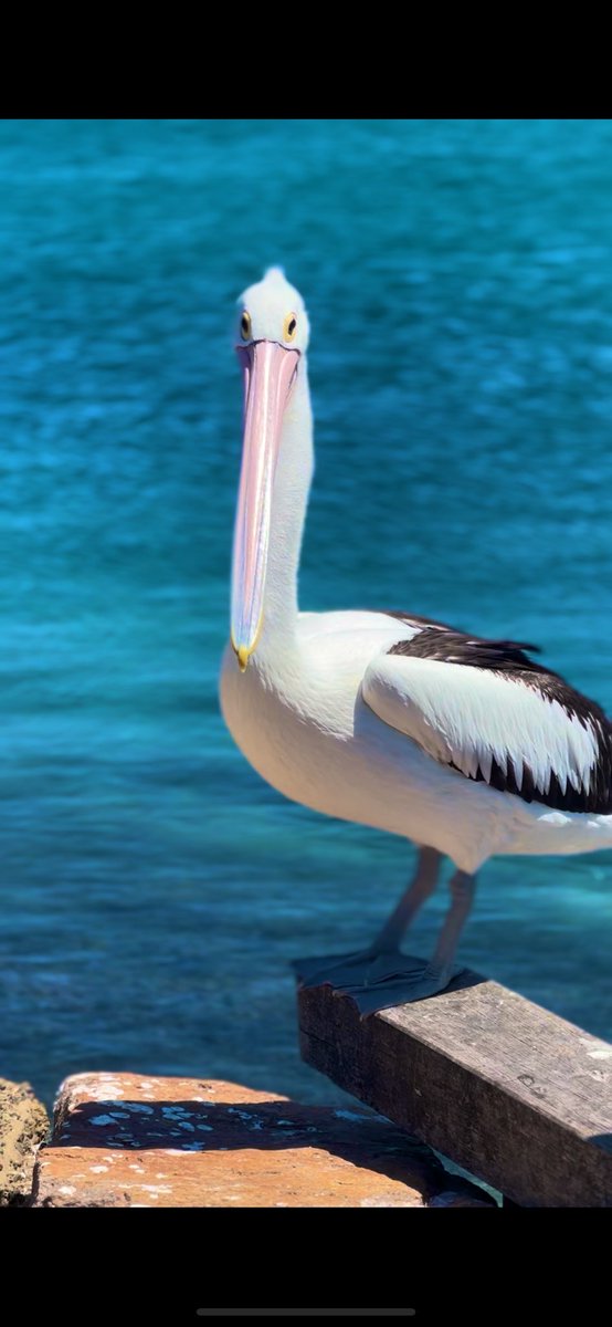 NewyBeachBum's tweet photo. Sometimes you just need a day in the sun and water. 

Oh, and some pelicans too. 

#SelfCare #SaltTherapy #GetTheD https://t.co/vHDHn5Q6q7