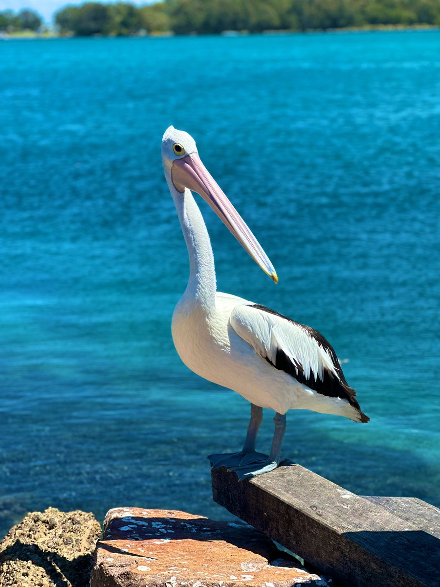NewyBeachBum's tweet photo. Sometimes you just need a day in the sun and water. 

Oh, and some pelicans too. 

#SelfCare #SaltTherapy #GetTheD https://t.co/vHDHn5Q6q7