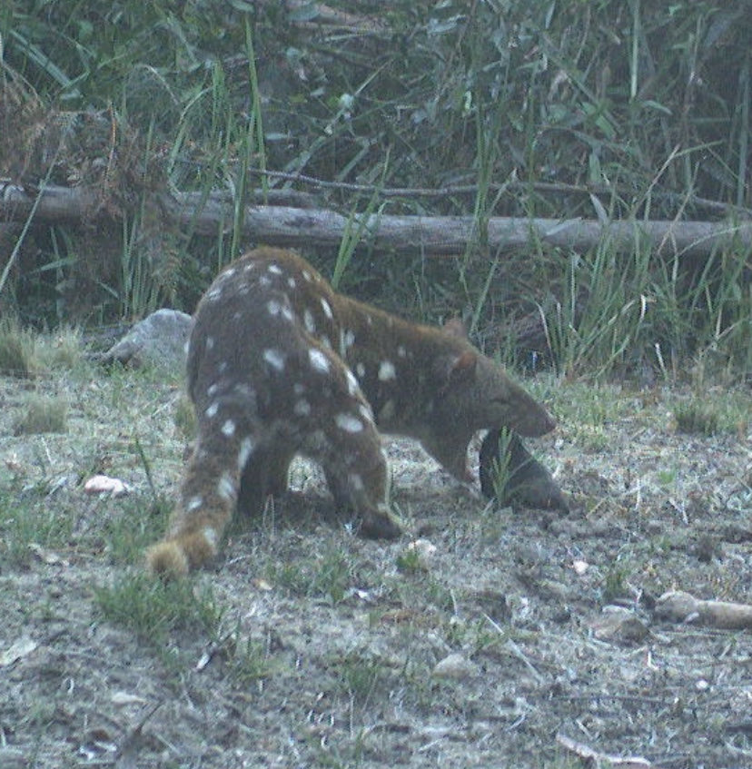 Guy Ballard tweet media