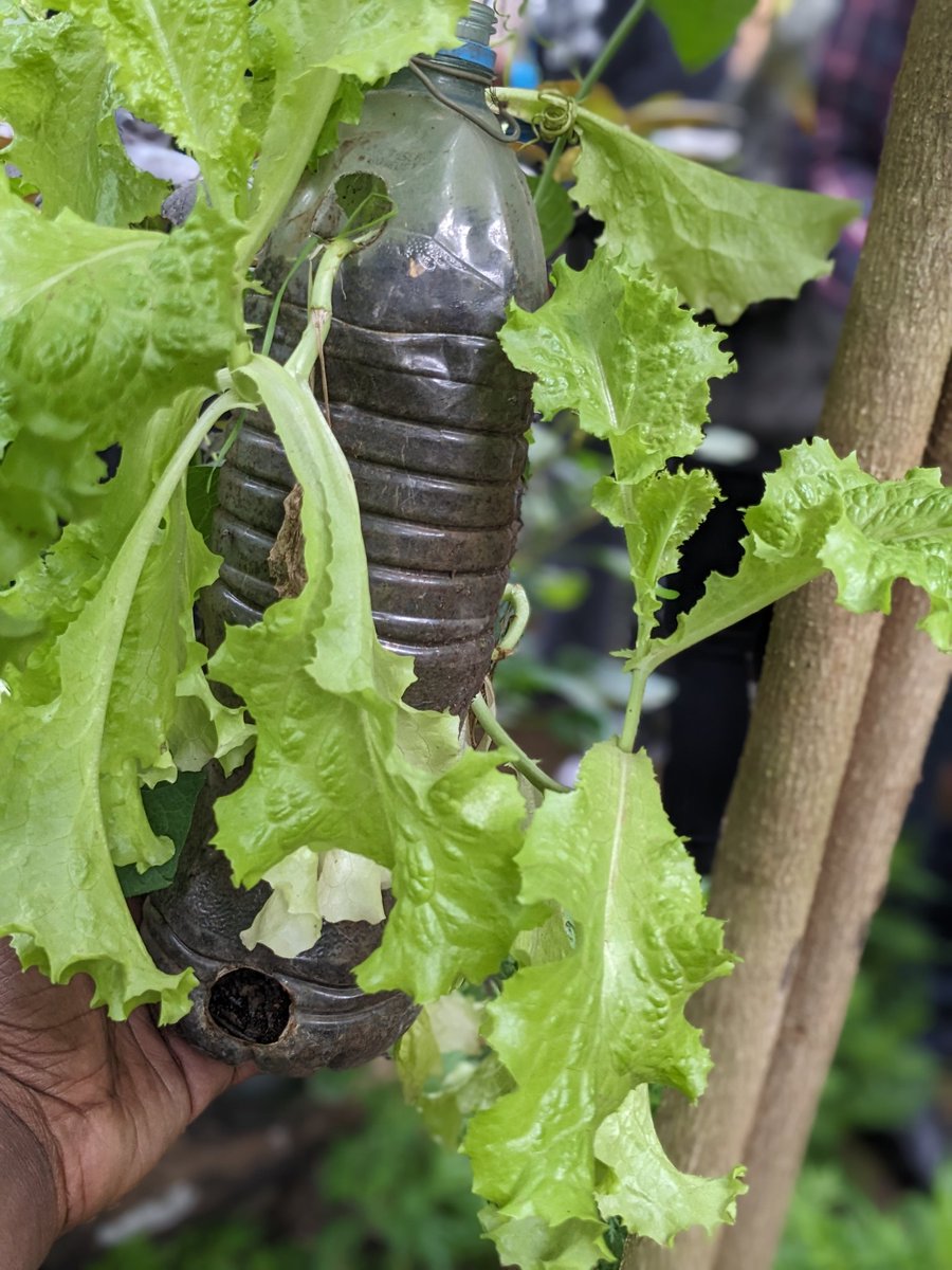 #Agroecology is a movement. 
By prioritizing ecological balance, social equity, &amp; economic viability, we can create farming systems that nourish both people &amp; the planet. 
Let's stand together in support of agroecology for a more sustainable future. #ClimateActionNow 🌍 🌾