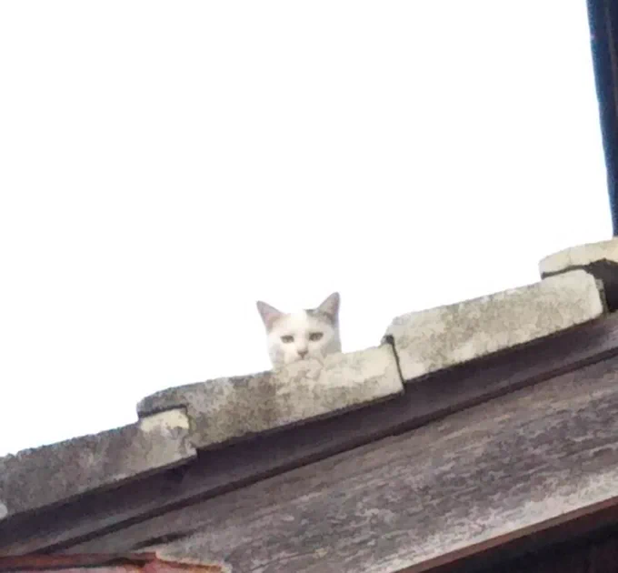 だんだん顔をのぞかせる猫