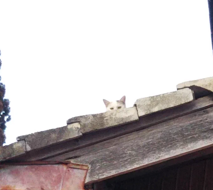 だんだん顔をのぞかせる猫