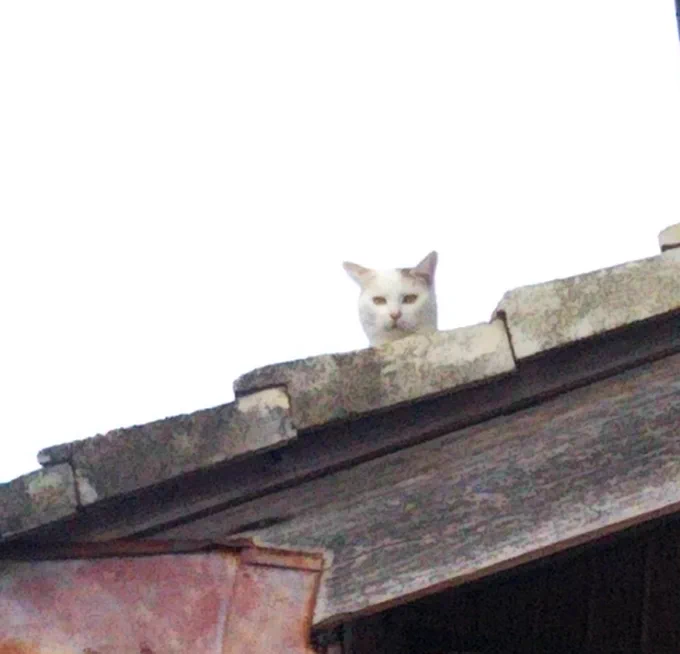 だんだん顔をのぞかせる猫