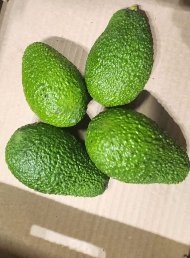 LAMB HASS AVOCADO. This variety is getting popular with growers due to its exceptional flavor and easy peeling. It is a cross between a HASS and GWEN .Fruits are larger in size and later maturing than HASS. There is no documented availability in Kenya.