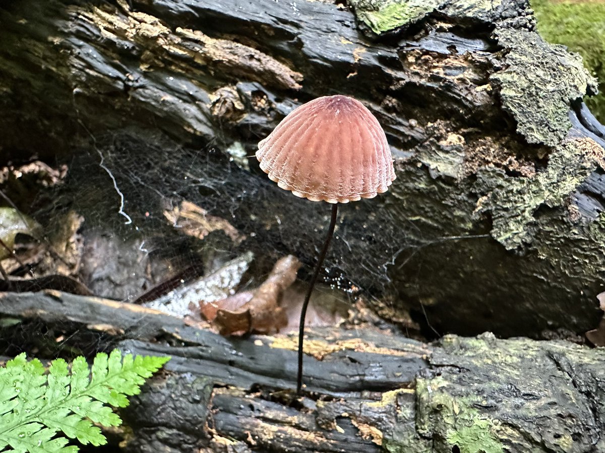 Marasmius brunneolorobustus at Mt Nebo today 🍄 @DearnaleyJohn