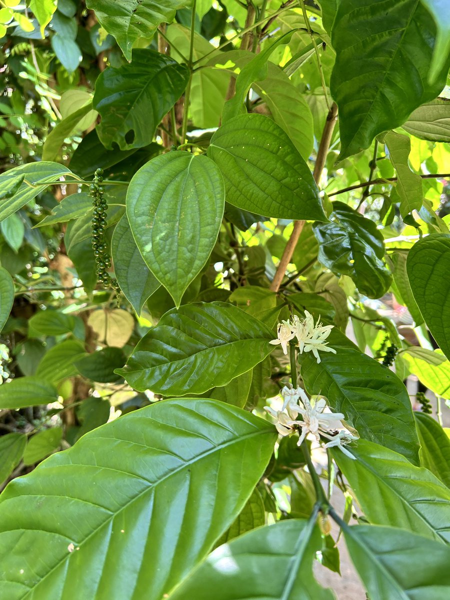 Forest Healing Sri Lanka tweet media