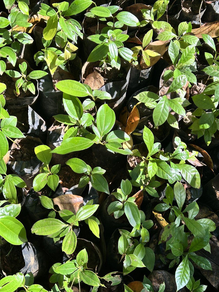 Forest Healing Sri Lanka tweet media