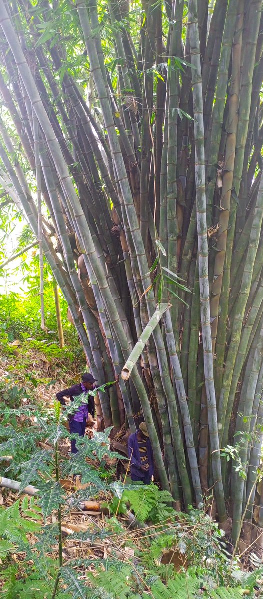 TRANSFO GREEN WORLD tweet media