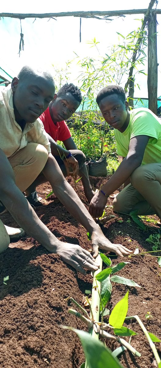 TRANSFO GREEN WORLD tweet media