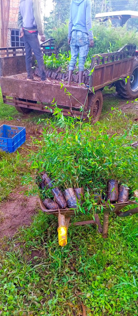 TRANSFO GREEN WORLD tweet media