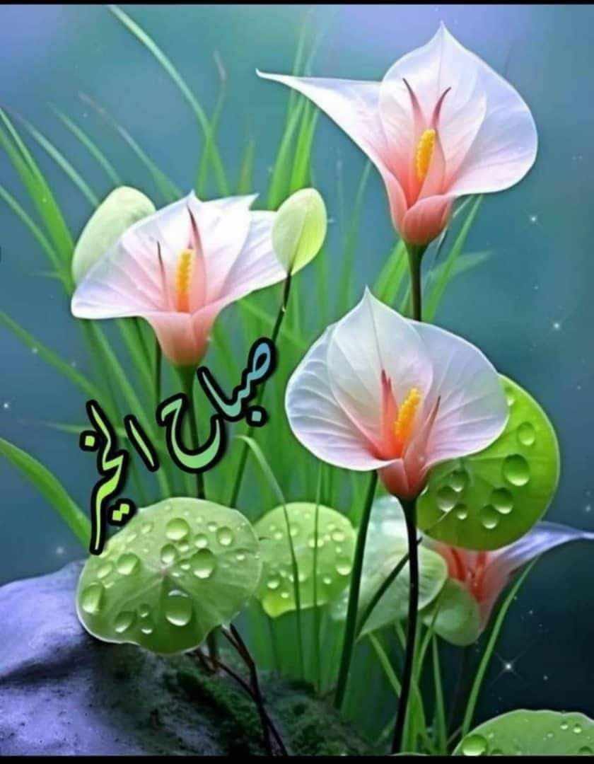 اللهم اجعل لنا من أمرنا فرجا ومن كل ضيق مخرجا وارزقنا من حيث لا نحتسب رزقا حلالا واسعا وارفع قدرنا ويسر امرنا وانصر أخواننا في غزه وفلسطين. اللهم امين 🤲
صبحكم الله بالخير والعافية🌹
#حاتم_القرعان ❤️✋️