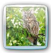 ⓜⓐⓓⓔⓘⓡⓐ 𝓼𝓴𝓲𝓫𝓲𝓭𝓲 𝒓𝒂𝒅𝒊𝒄𝒂𝒍 ｔａｍａｇｏｔｃｈｉ　（ヮ宛シ）