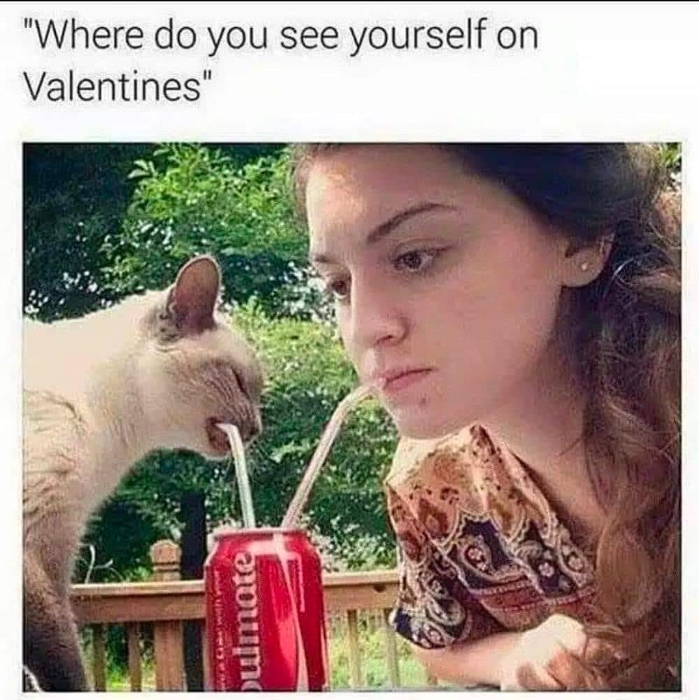 PostsOfCats's tweet photo. https://t.co/XU6MvbZbw8