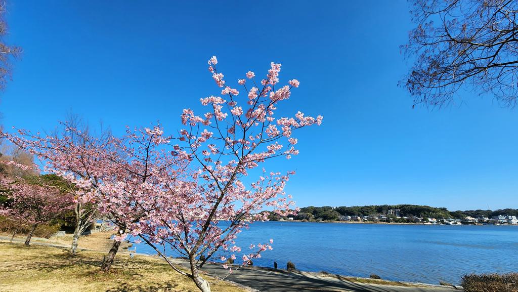 Zorexoserez's tweet photo. 佐鳴湖です
なんだか桜が咲いています🌸
浜松は今日もいい天気☀️
#浜松市桜開花 #散歩 #ウォーキング #散歩日和 #早咲き #hamamatsu #walking #slowjogging #intervalrunning https://t.co/mBnKytjboj
