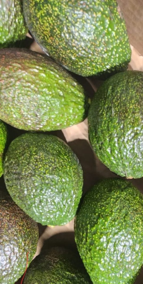 GEM HASS AVOCADO . This cultivar flowers and bears heavily with consistency . It can hold much longer in the tree than original HASS and thus can stretch the supply to markets. GEM is on PATENT. No documented grower in Kenya.