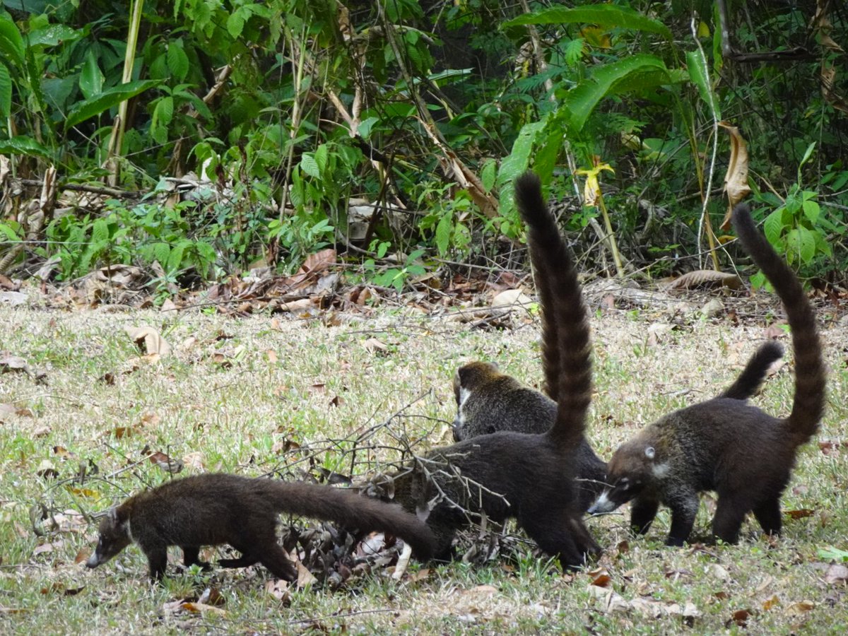 perchancetoroam's tweet photo. On our second day in Panama we explored the Parque Natural Metripolotano, where we saw plenty of wildlife (including tons of coatis), as well as the Miraflores Locks, where we watched ships being lowered during their transit through Panama Canal.

#miraflores #coatis #panama https://t.co/OAE9sdED1Q