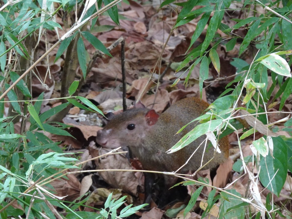 perchancetoroam's tweet photo. On our second day in Panama we explored the Parque Natural Metripolotano, where we saw plenty of wildlife (including tons of coatis), as well as the Miraflores Locks, where we watched ships being lowered during their transit through Panama Canal.

#miraflores #coatis #panama https://t.co/OAE9sdED1Q