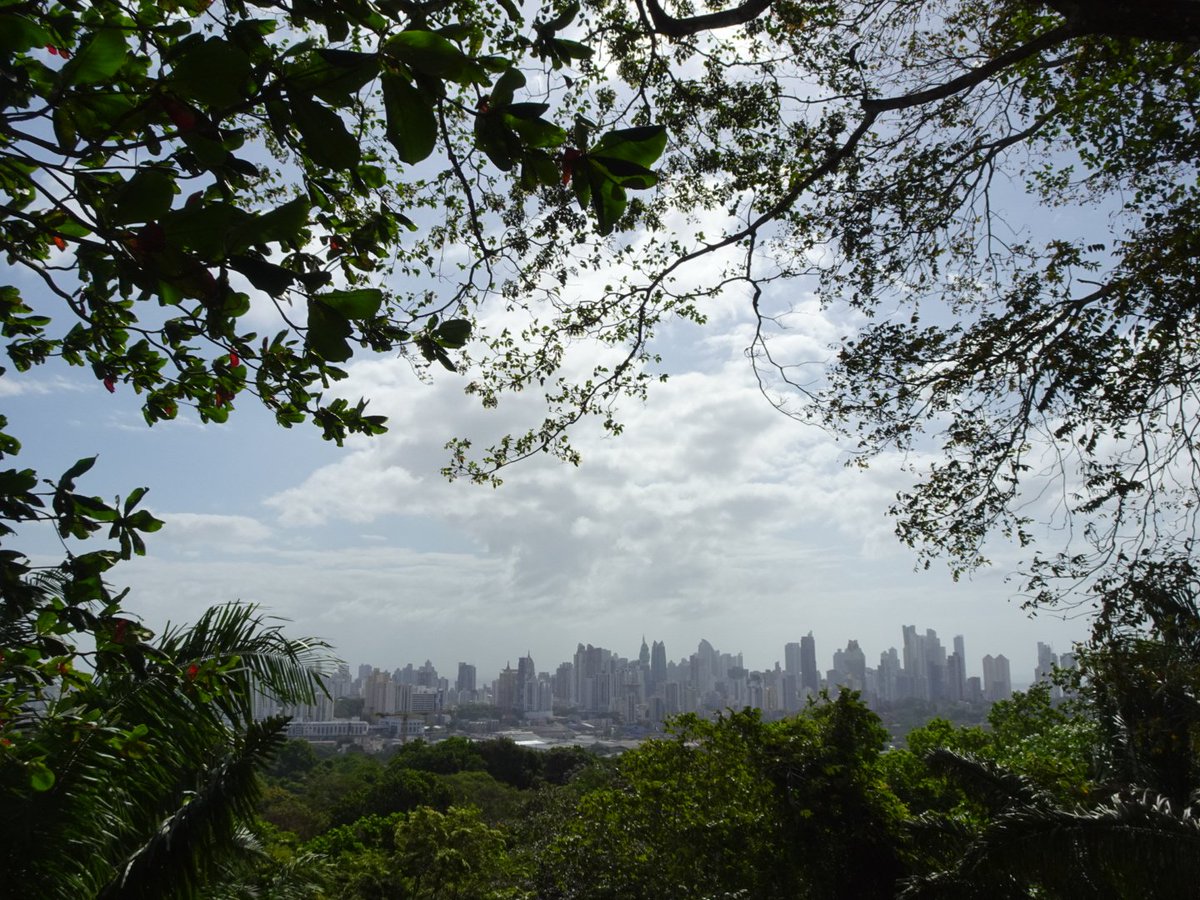 perchancetoroam's tweet photo. On our second day in Panama we explored the Parque Natural Metripolotano, where we saw plenty of wildlife (including tons of coatis), as well as the Miraflores Locks, where we watched ships being lowered during their transit through Panama Canal.

#miraflores #coatis #panama https://t.co/OAE9sdED1Q