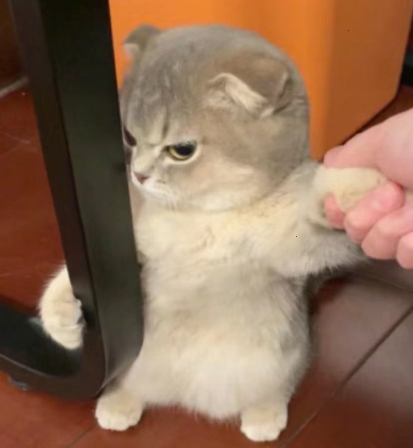 I miss my cat 🥲

#新田真剣佑 #Mackenyu