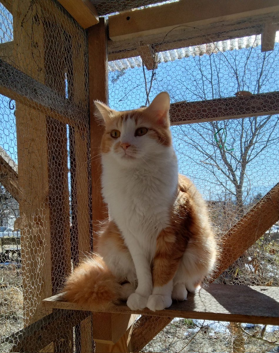 kuruma3013's tweet photo. 昨年末、茨城県からきた白血病キャリアのふわりちゃん。天気が良いので背中を温め中です。#白血病キャリア https://t.co/K52r9pZsp7