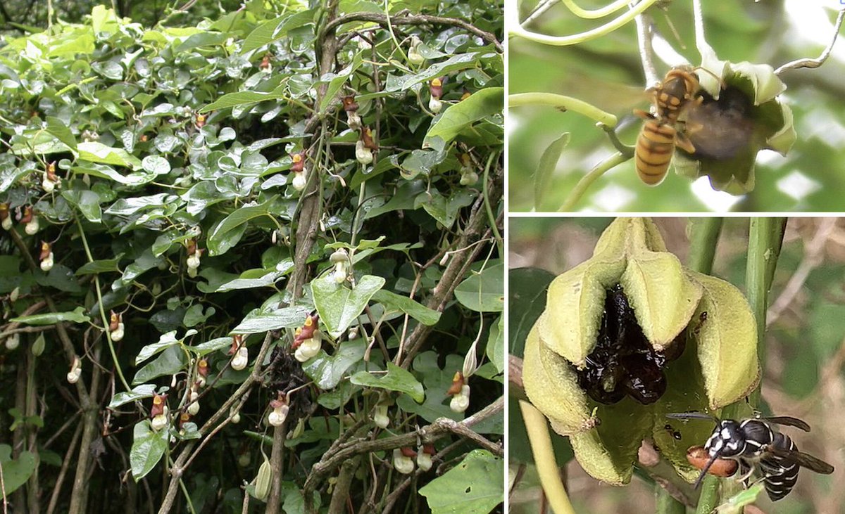 PlantSpeciesBio's tweet photo. First report of vespicochory in Aristolochia shimadae Hayata (Aristolochiaceae) in Japan

Kana Watanabe-Toma,  Tetsuo Ohi-Toma
https://t.co/uFyOKNixXk

Elaiosome
Seed dispersal
Vespula https://t.co/j9SePWYpdZ