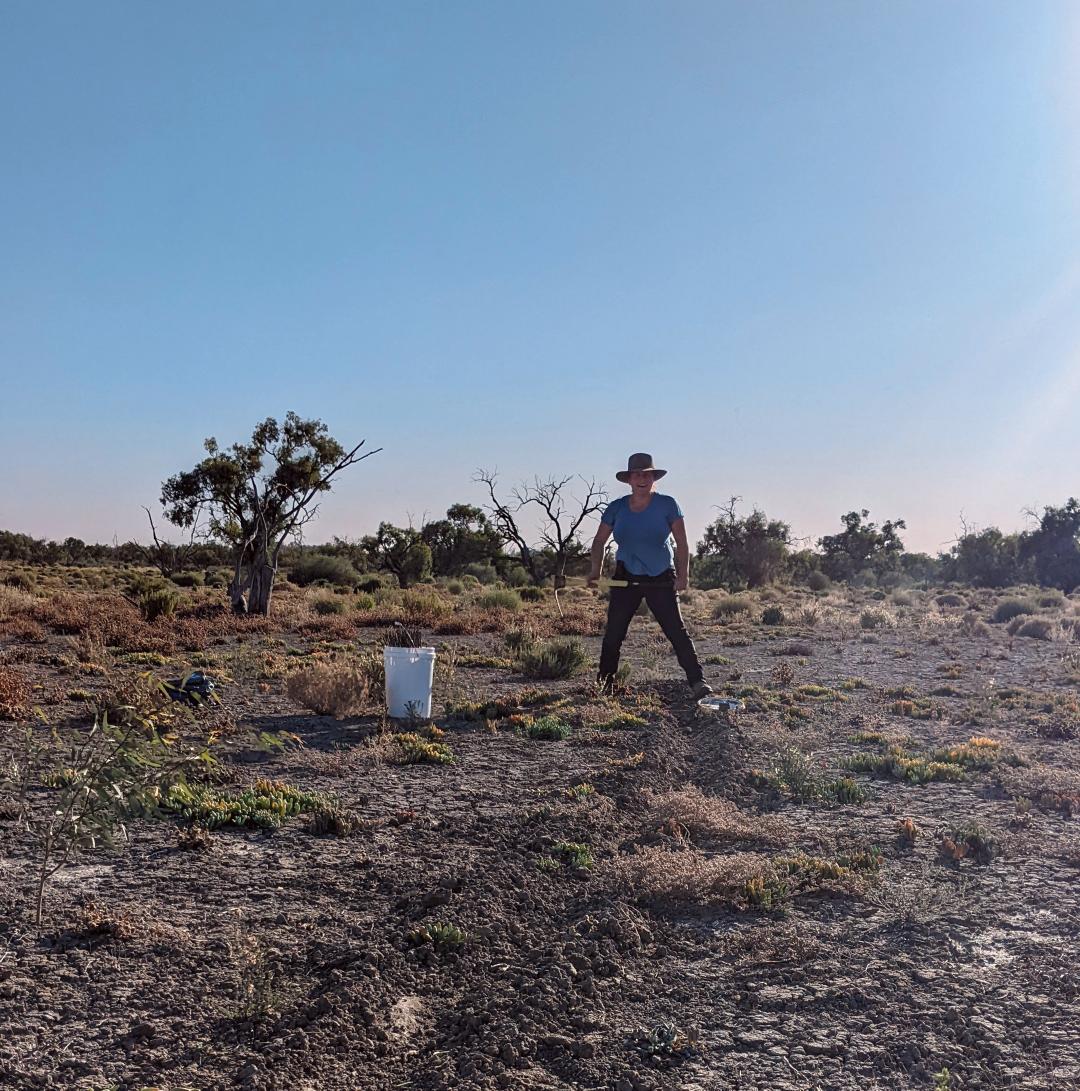 DrDunnart's tweet photo. Forever chasing #dunnarts!
6:30am digging pitfall lines to beat the heat... 42ยฐ at its highest today so #pitfalltraps were closed, but they're ready to open tonight ๐ค๐ค๐ค
#dunnarty #marsupial #fieldwork #conservation #ecology
@calperum station, South Australia. https://t.co/KK3FeGyxGS